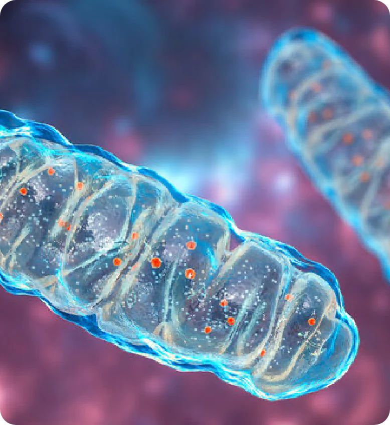 5x More Effective in Cellular Health